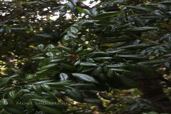 Archidendron monadelphum var. gracile